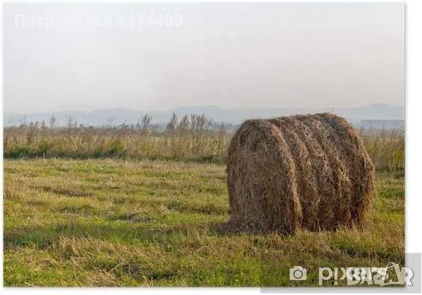 Ечемик пшеница и царевица , снимка 8 - За селскостопански - 55081064