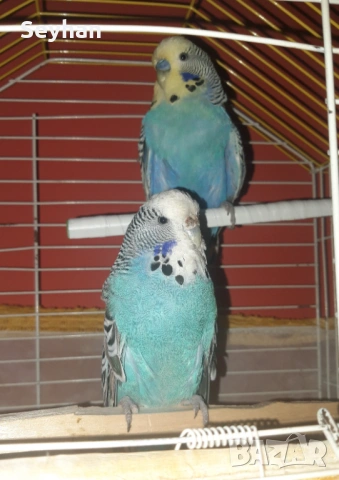 Папагали, снимка 2 - Папагали - 53496623