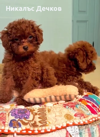 Той Пудел - Родословие , снимка 3 - Пудели - 53536964