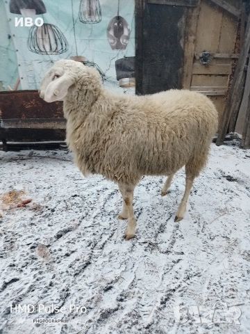 Овен , снимка 7 - Овце - 53306956