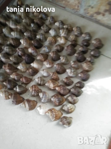  Рапани и миди, снимка 2 - Декорация за дома - 37632537