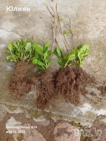 Хортензия ,бяла и розова , снимка 12 - Градински цветя и растения - 45320991