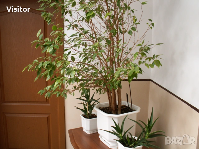 Konica Minolta DiMAGE Z3, снимка 11 - Фотоапарати - 53579760