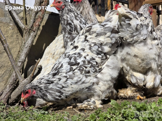 Продавам разплодни яйца от Сплаш Брама [Splash Brahma], снимка 13 - Кокошки и пуйки - 53810967