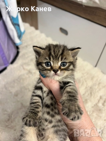 Мъжко Британче-Таби