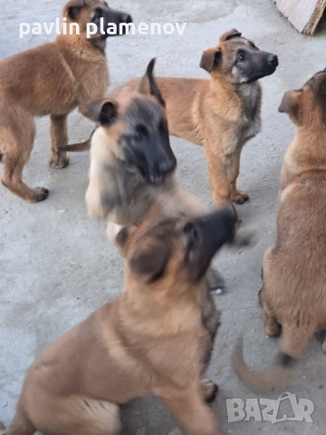 Белгийска овчарка малиноа, снимка 2 - Белгийска овчарка - 53658994