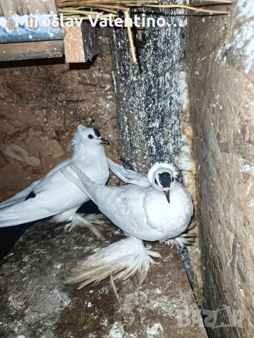 саксонски чайки, снимка 3 - Гълъби - 52795008