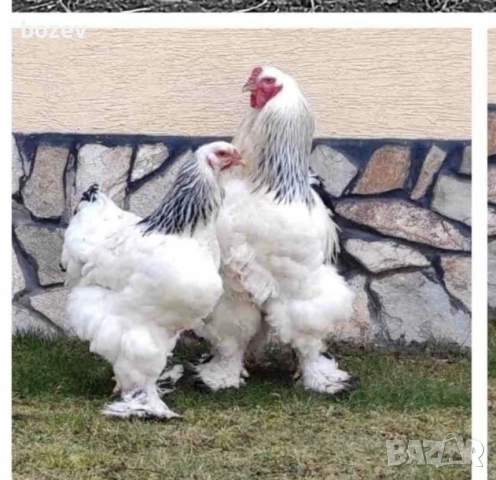 Петли черен австролорп и колумбийска брама , снимка 2 - други­ - 52827119