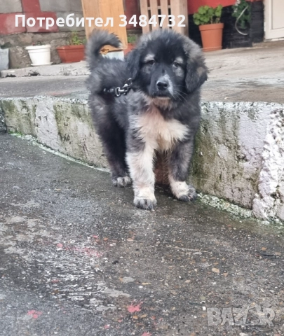 Българско овчарско мъжко, снимка 2 - Каракачанска овчарка - 52957946