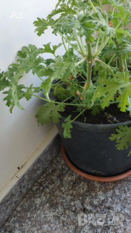 Продавам цветя Индрише, големи , снимка 9 - Градински цветя и растения - 33316742