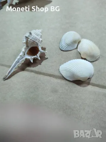 Океански дарове, снимка 3 - Други ценни предмети - 48933786