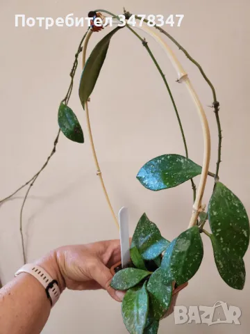 Хоя Rundumensis splash, снимка 2 - Стайни растения - 50080592