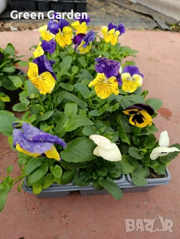 Теменужка Едроцветна, снимка 3 - Разсади - 52828092