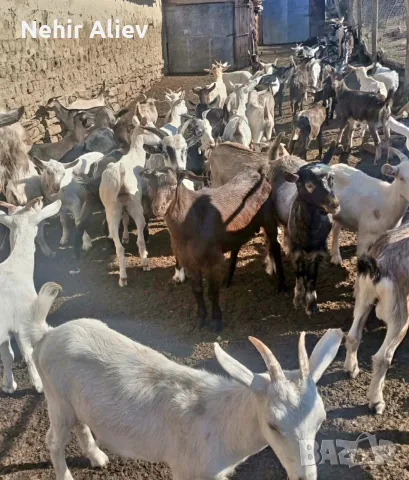 Продавам ярета сукалчета, снимка 4 - Кози - 56216850
