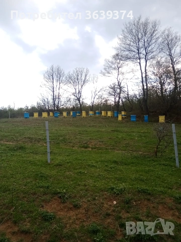 пчелни отводки , снимка 7 - За пчели - 53629533