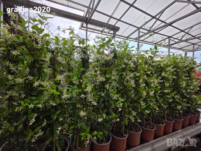 Жасмин вечно зелен Налични 4 вида, снимка 18 - Разсади - 49939528