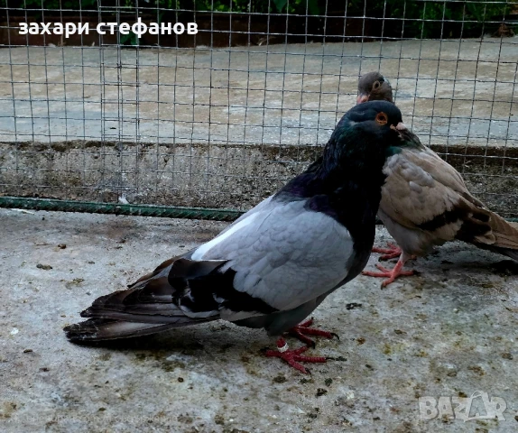 Римски гълъби (Рьомери), снимка 18 - Гълъби - 51181839