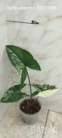 Сингониум Albo variegata 