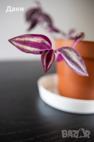 🌸 Африканска теменужка с розов цвят + Традесканция Зебрина – 2 растения в 1 саксия 🌿, снимка 10 - Стайни растения - 52060798