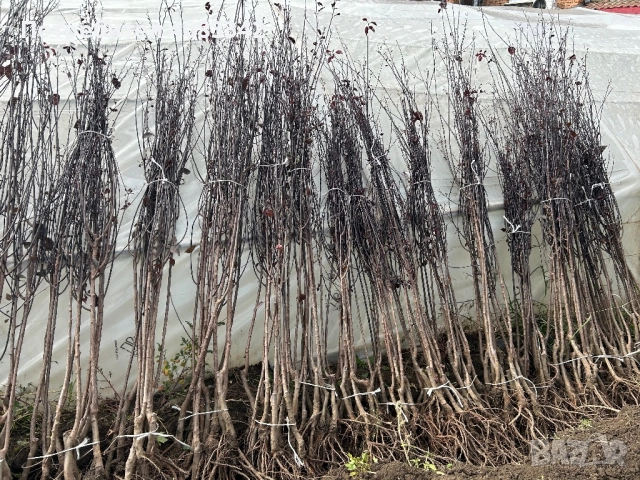 Червенолиста Слива, снимка 5 - Градински цветя и растения - 52057291