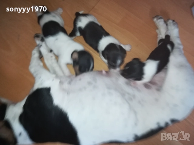 ДЖАК РЪСЕЛ 0509251724, снимка 8 - Джак ръсел териер - 51618265