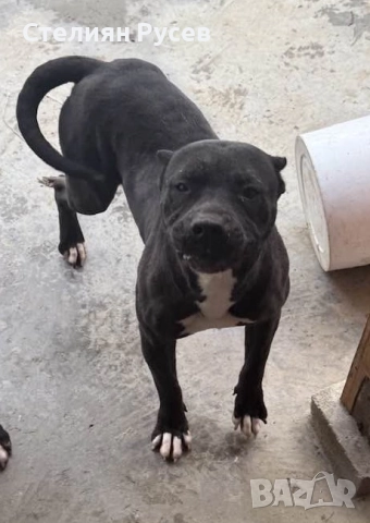 BULLY XL були + стафордширски териер - кучета реално според мен прилича на питбул -женско куче роден, снимка 5 - Американски стафордширски териер - 52037948