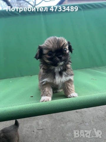 Пекинези, снимка 2 - Пекинез - 53420141