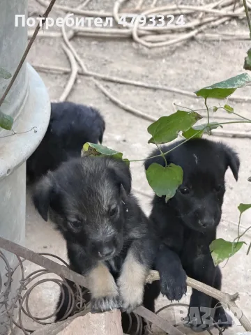 Подарявам кученца на 1 месец, снимка 4 - Други - 55767687