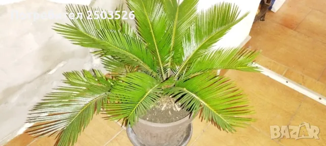 Палма Цикас