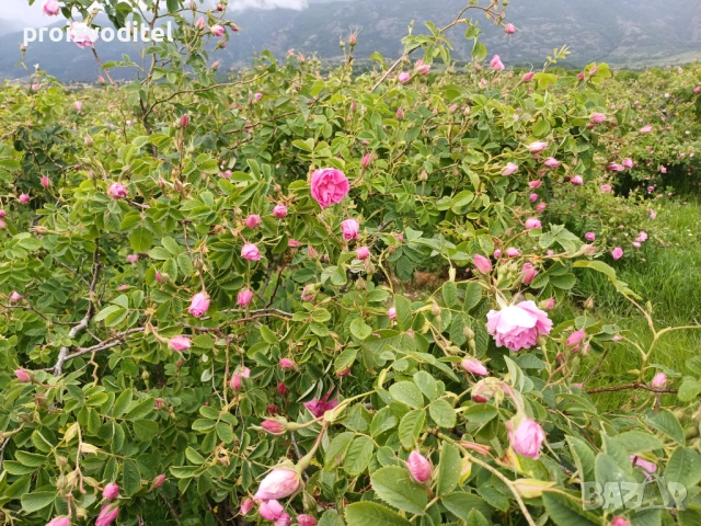 Набирам розоберачи, снимка 2 - Други оферти за работа - 53737419