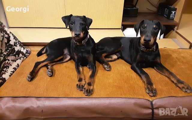 Продавам 6 бр. малки кучета ягтериери.родени на 28.01.26г.