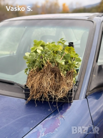 Ягоди разсад, снимка 8 - Градински цветя и растения - 53804368