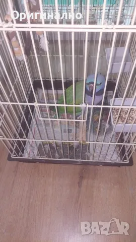 Китайски александър, Голям александър, Розовогърдести Александри , снимка 4 - Папагали - 50076873