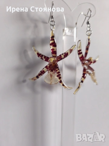 Обеци с естествен цвят на орхидея Brassia, снимка 6 - Обеци - 53662889