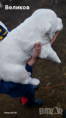 Алабай кученца Мъжкари , снимка 9 - Алабай - 52933193