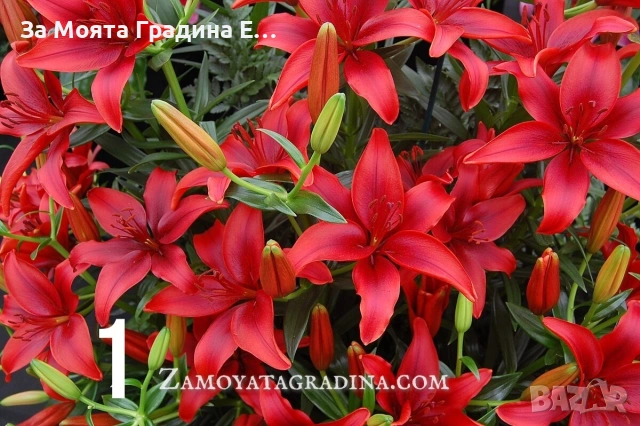Лилиум 5 цвята, снимка 2 - Градински цветя и растения - 53633053
