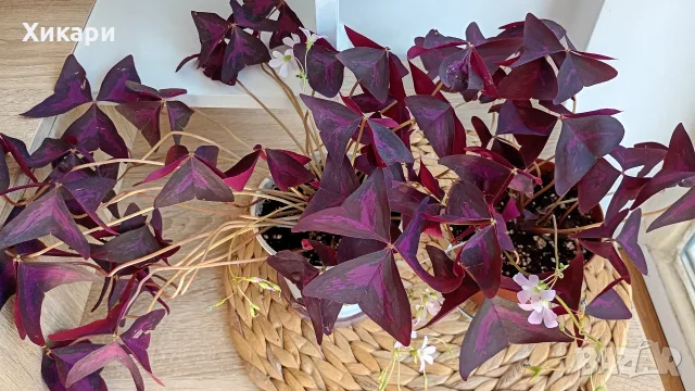 Оксалис Oxalis Triangularis , снимка 3 - Стайни растения - 55161287