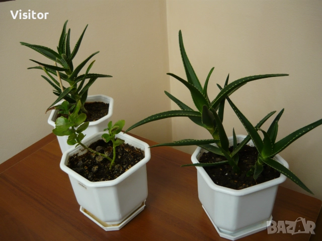 Panasonic Lumix DMC-LS80, снимка 18 - Фотоапарати - 52368327