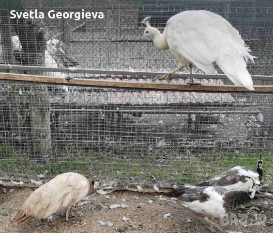 Тригодишни пауни, снимка 10 - други­ - 52105928