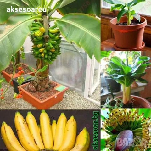 Нови 50 бр. Семена от Бонсай бананово дърво екзотични редки плодове палма за декорация на градината , снимка 9 - Сортови семена и луковици - 53428692