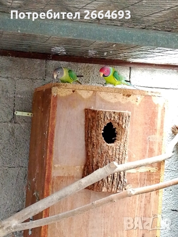 Двойка Сливоглав Александър , снимка 4 - Папагали - 52090794