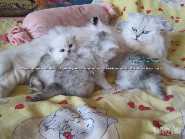 Котки Чинчила * Chinchilla Cats, безплатно посещение!, снимка 2 - Чинчили - 36915177