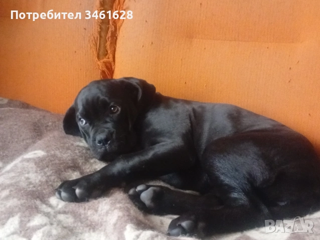 Кане Корсо бебе 