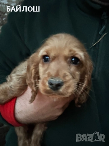 Кокер шпаньол, снимка 3 - Кокер шпаньол - 52794453