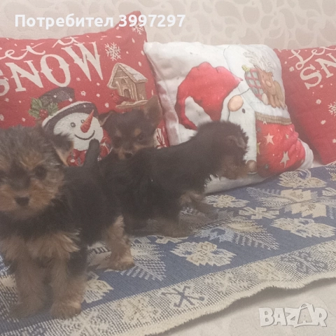 Две женски и едно мъжко с ваксина и обезпаразитени многократно , снимка 2 - Йоркширски териер - 52650860