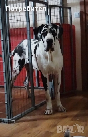 Немски дог мъжки и женски, снимка 14 - Немски дог - 45664449