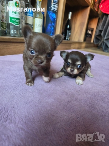 Продавам чихоа, снимка 7 - Чихуахуа - 53705975