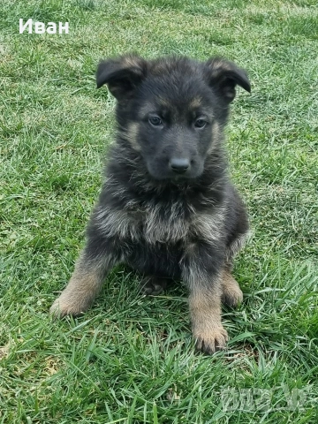 малки немски овчарки, снимка 7 - Немска овчарка - 52921710