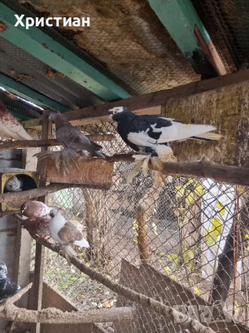 Различни видове гълъби, снимка 5 - Гълъби - 48787260