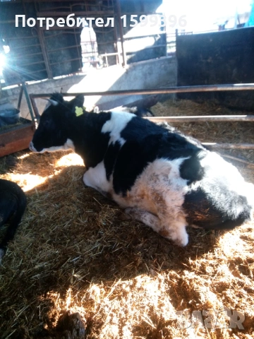 Продава се, снимка 4 - Крави - 53041208